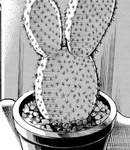 Choki from Blue Lock
